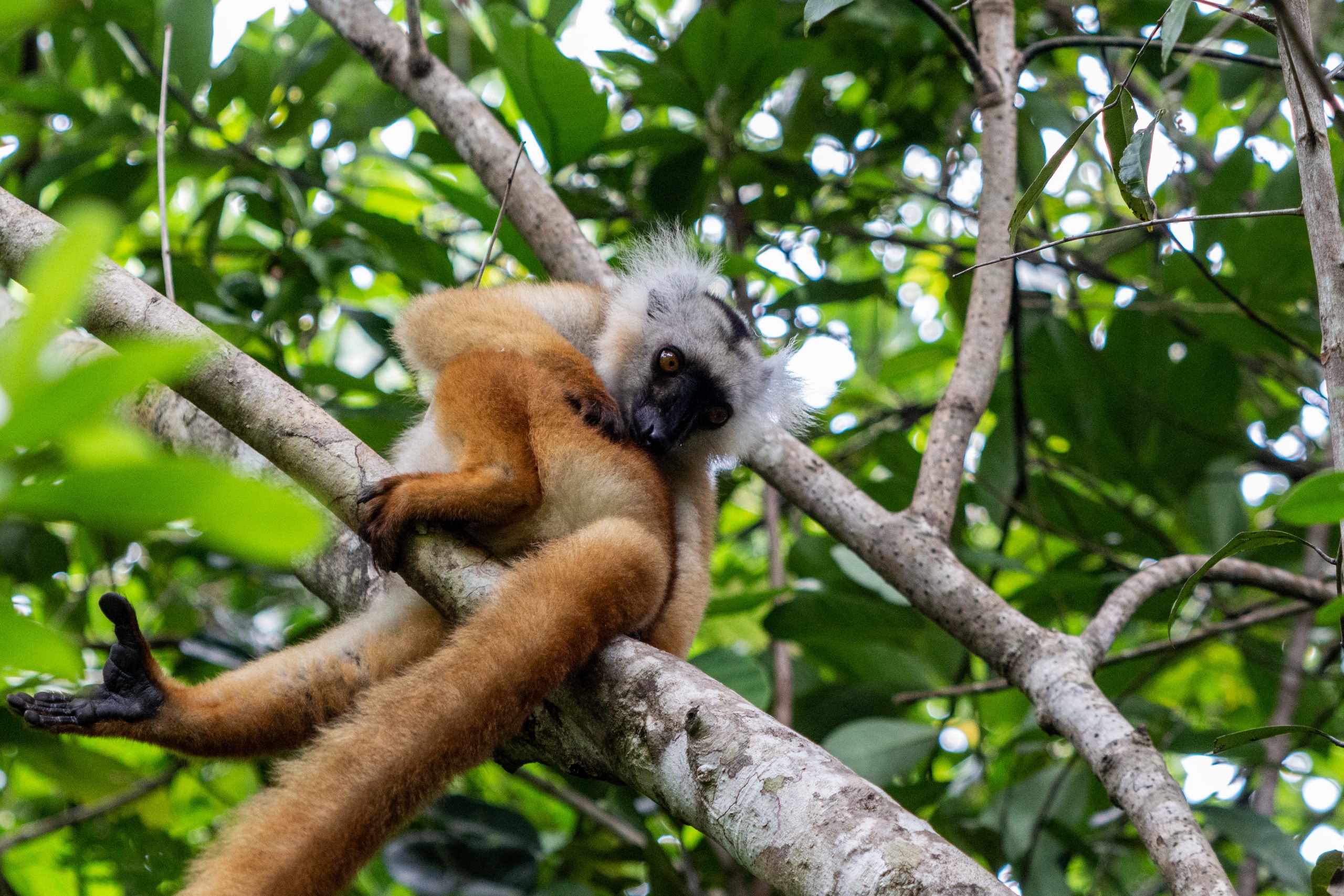 Réserve naturelle de Lokobe